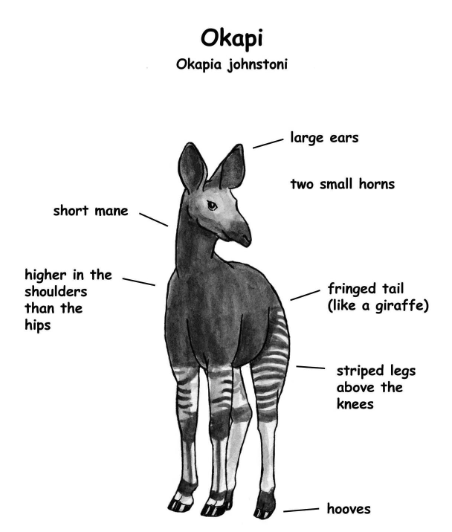 okapi labelled
